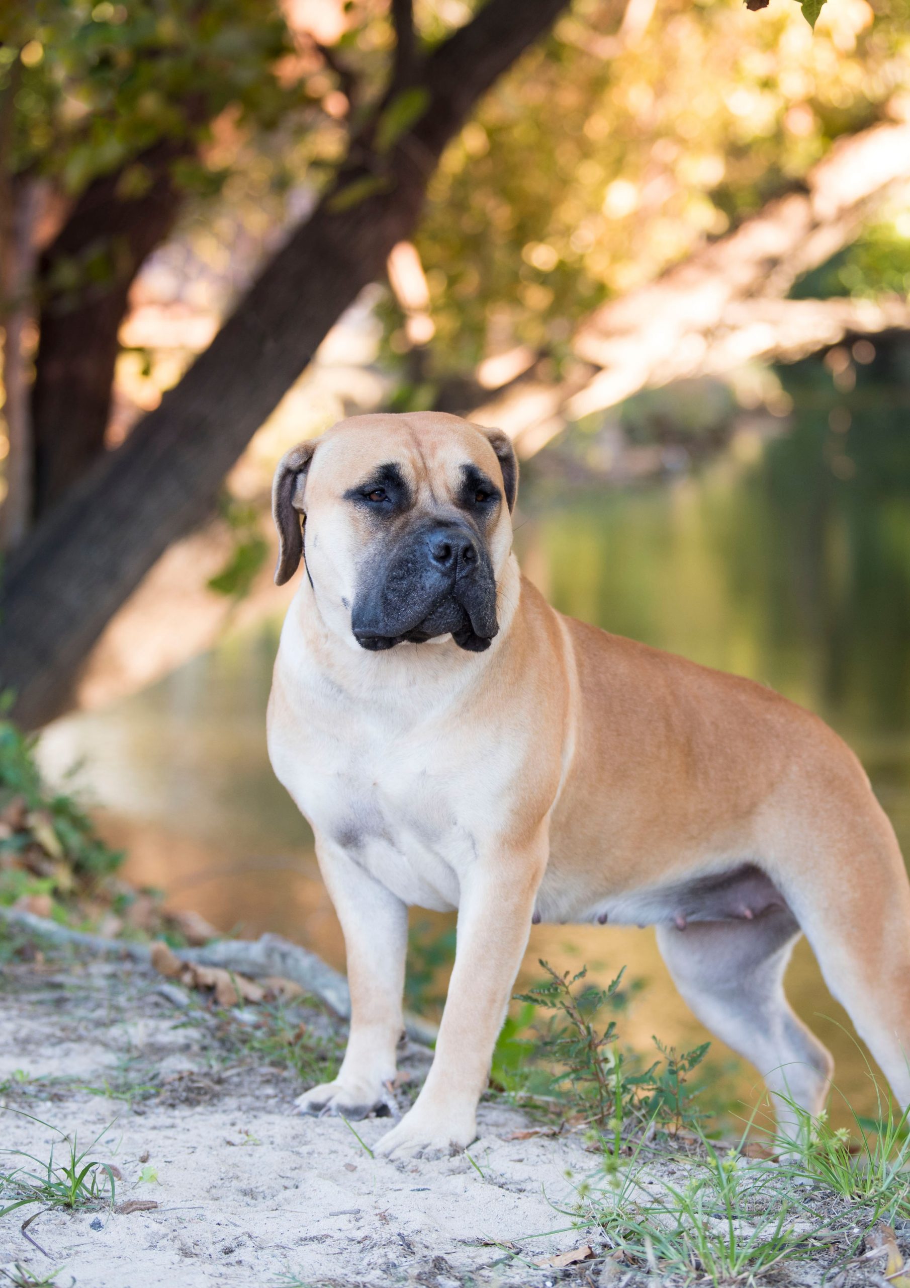 Integrity Boerboel Kennels Authentic South African Boerboels